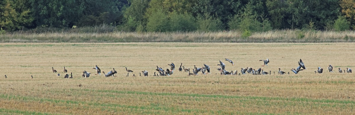 Graylag Goose - ML646008742