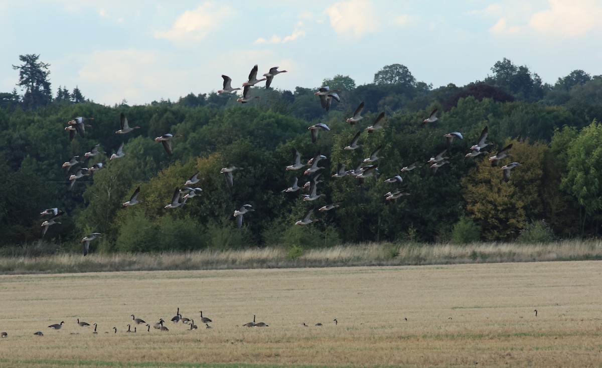 Graylag Goose - ML646008743