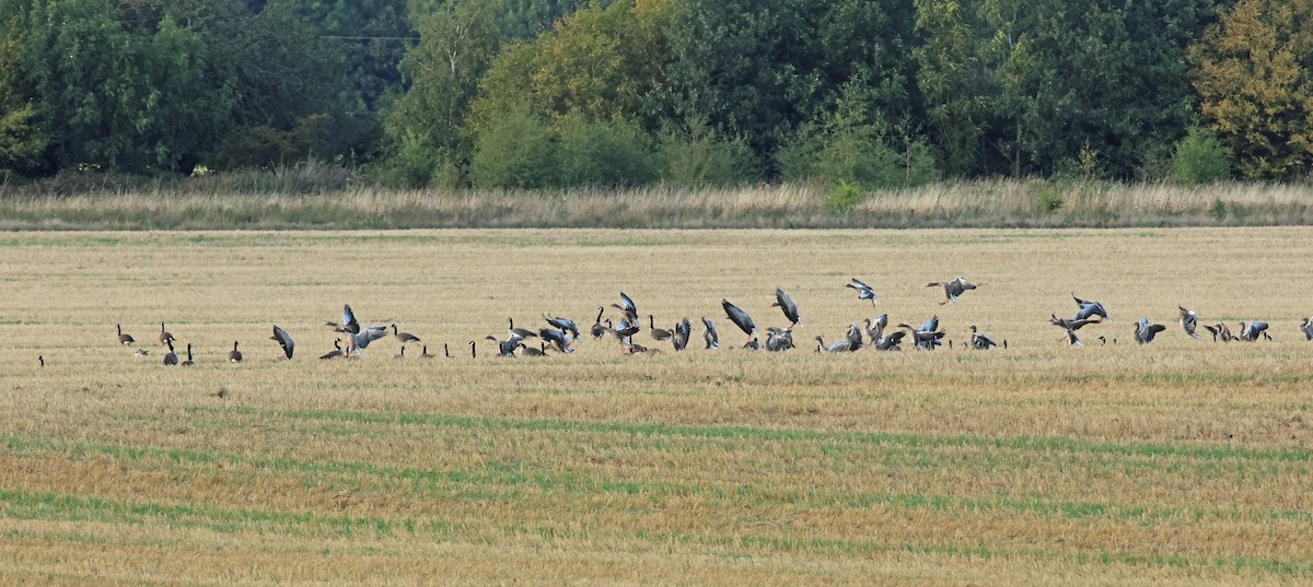 Graylag Goose - ML646008744