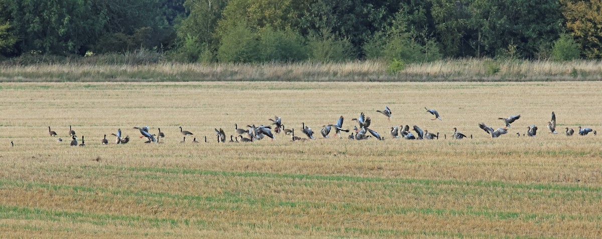 Graylag Goose - ML646008745