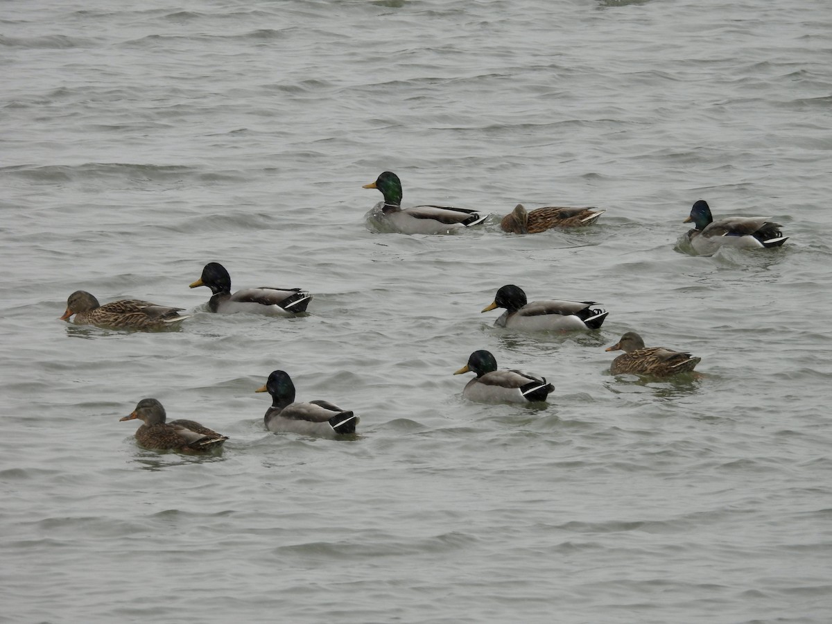 Mallard - ML646008762