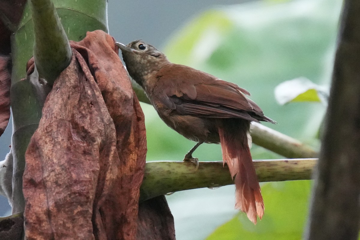 Montane Foliage-gleaner - ML646008763