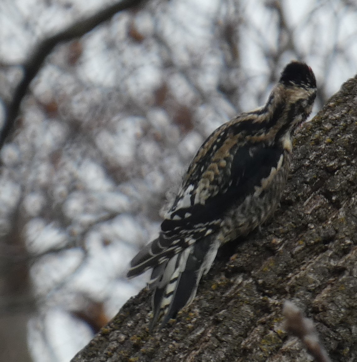 Yellow-bellied Sapsucker - ML646008765