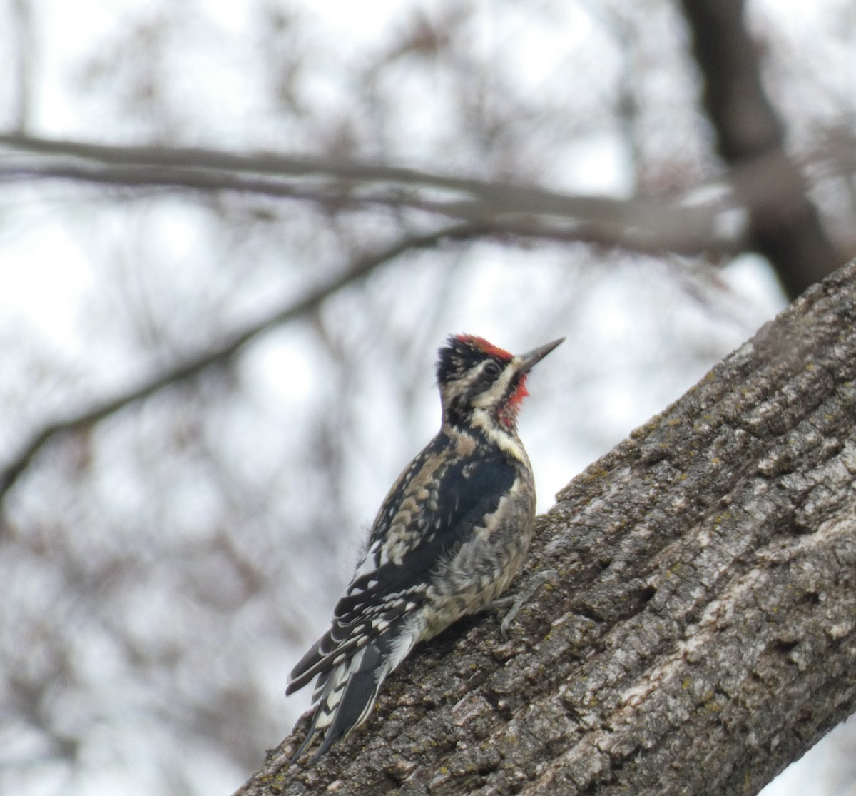 Yellow-bellied Sapsucker - ML646008766