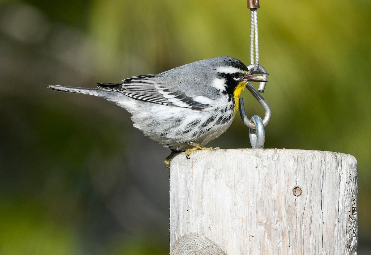 Goldkehl-Waldsänger - ML646008768