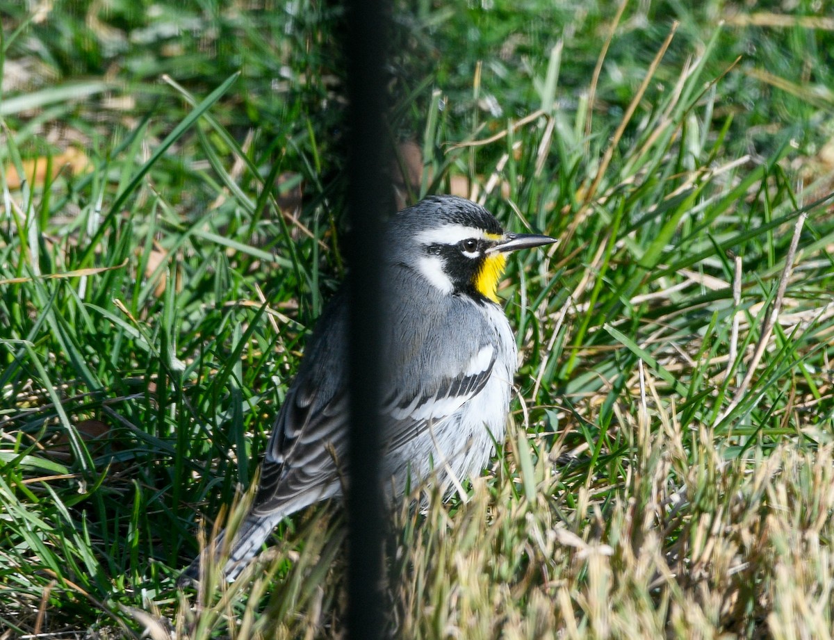 Goldkehl-Waldsänger - ML646008774