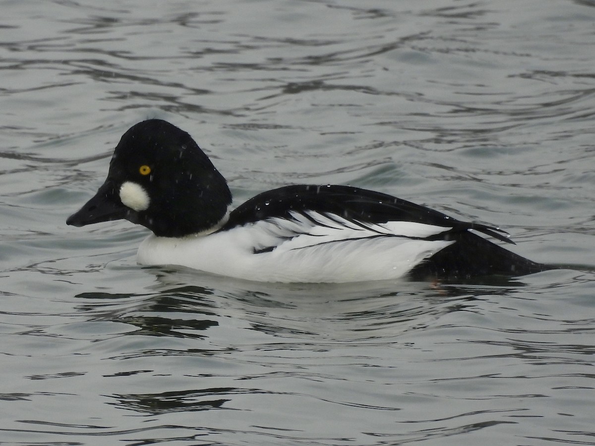 Common Goldeneye - ML646008778