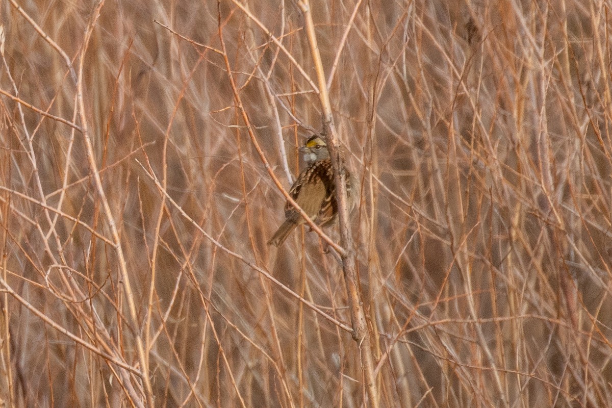 White-throated Sparrow - ML646008782