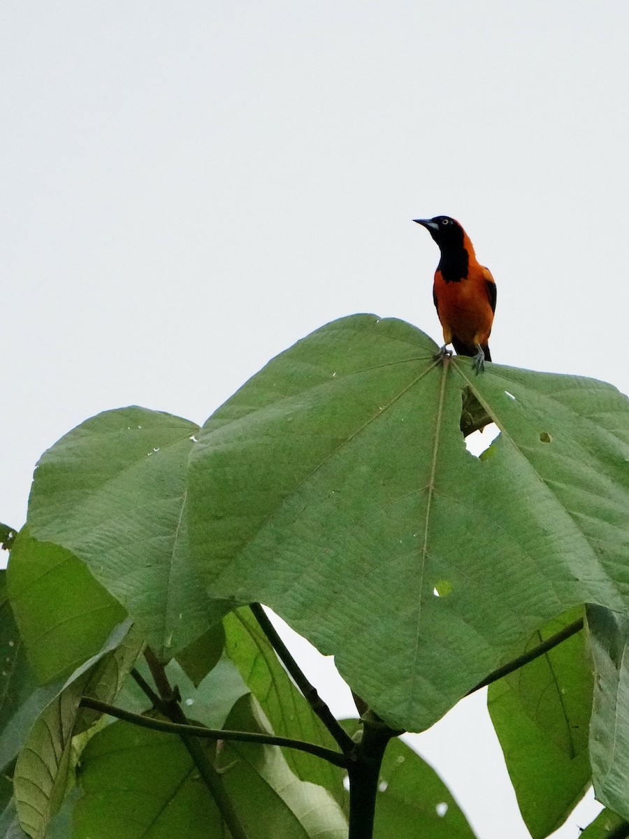 Orange-backed Troupial - ML646008785