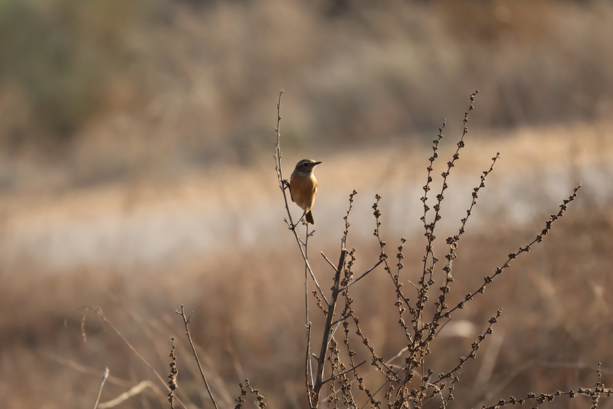 European/Siberian Stonechat - ML646008787