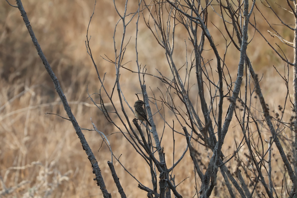 European/Siberian Stonechat - ML646008789