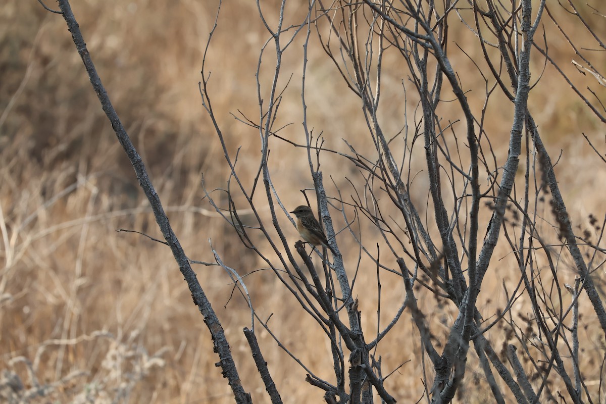 European/Siberian Stonechat - ML646008791