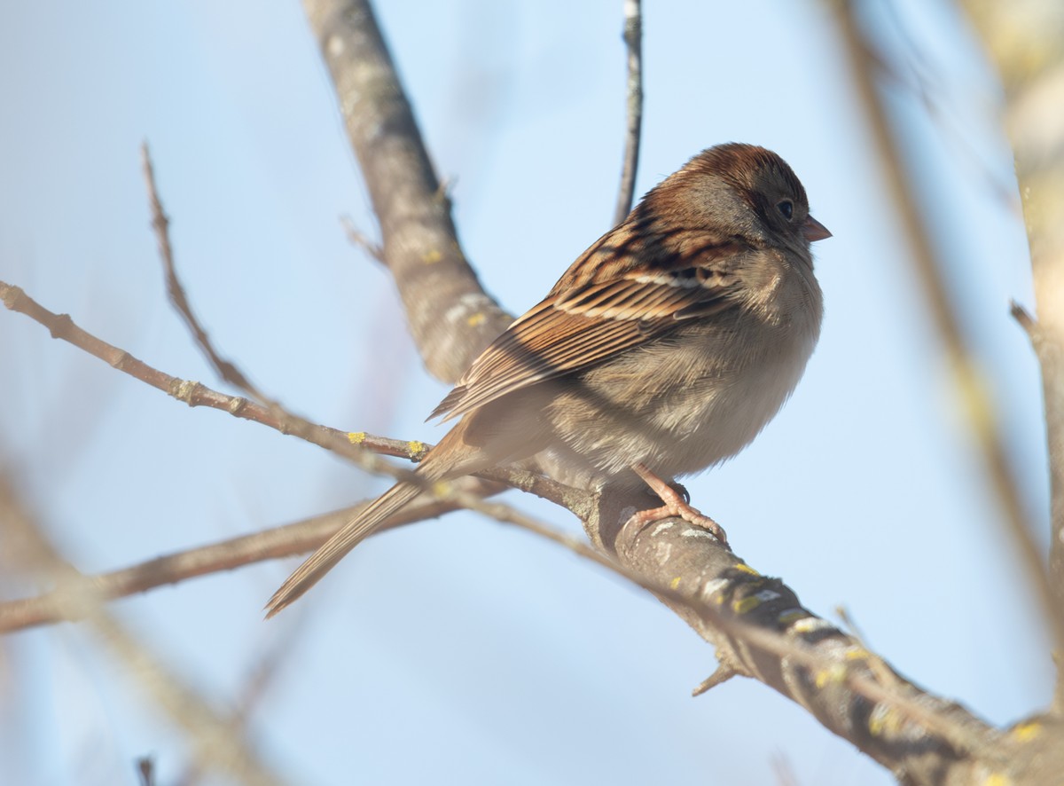 Field Sparrow - ML646008792
