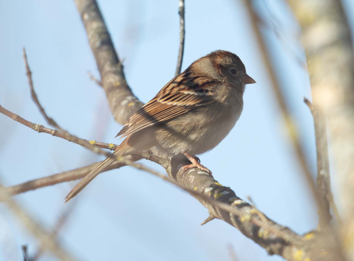 Field Sparrow - ML646008793