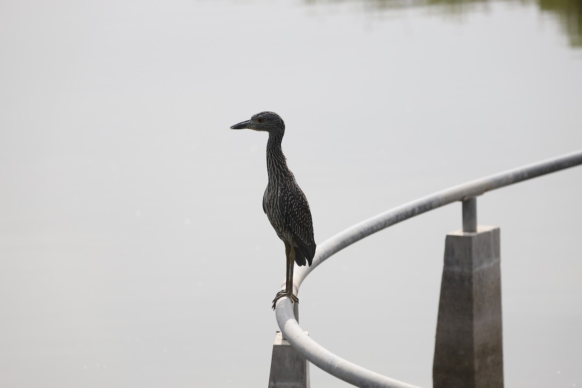 Квак чорногорлий - ML646008797