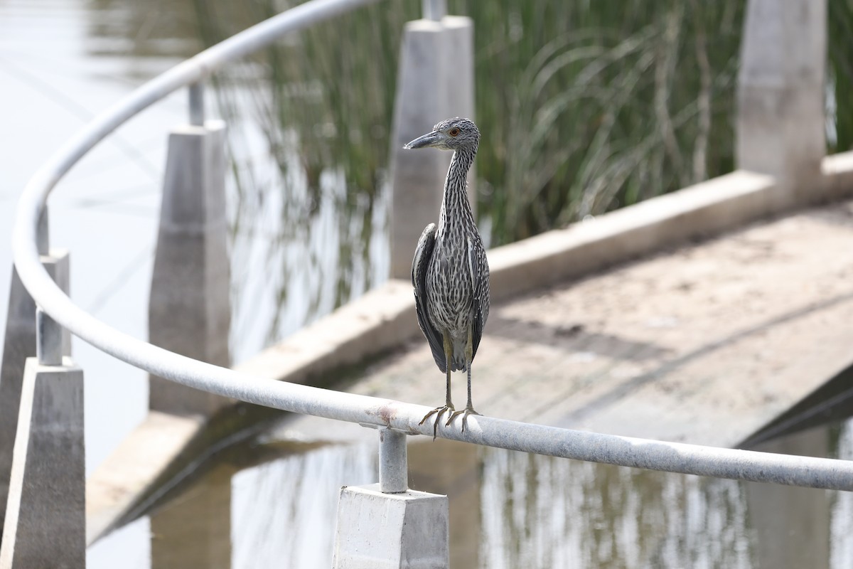 Квак чорногорлий - ML646008798