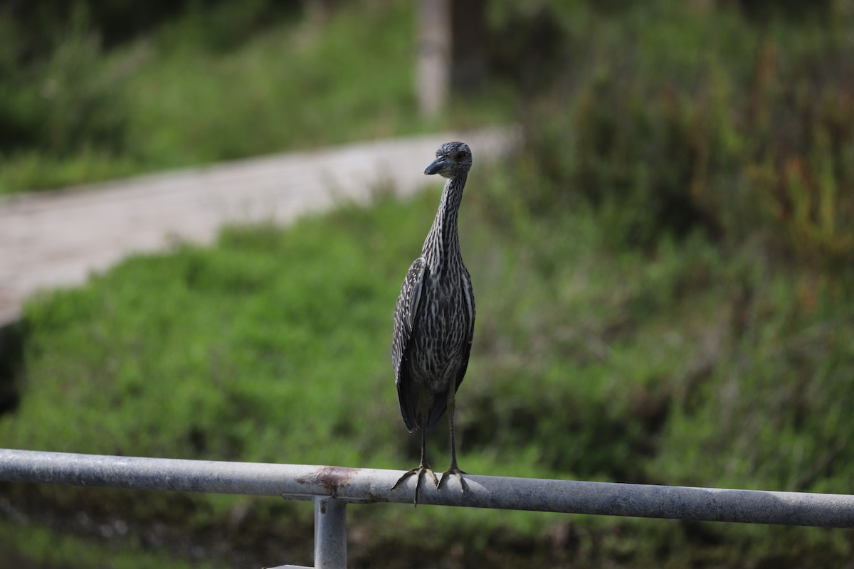 Квак чорногорлий - ML646008799