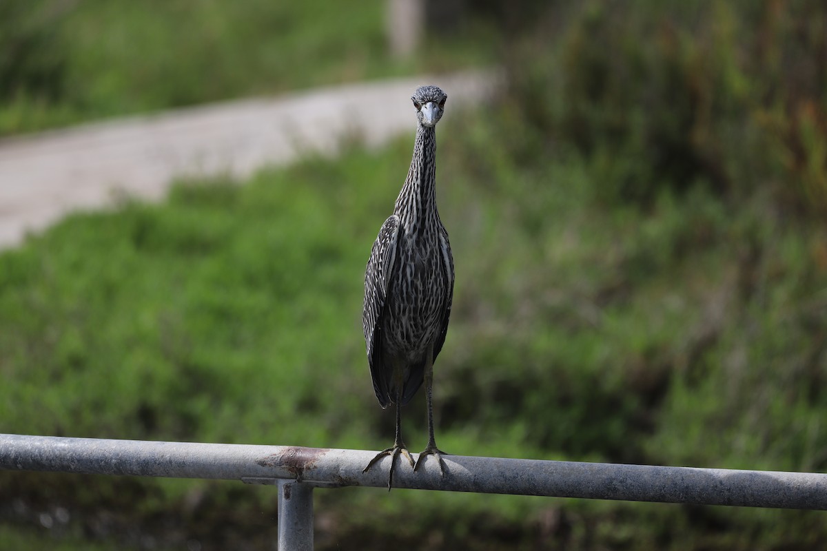 Квак чорногорлий - ML646008800