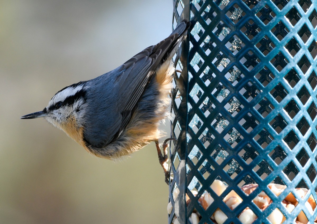Red-breasted Nuthatch - ML646008801