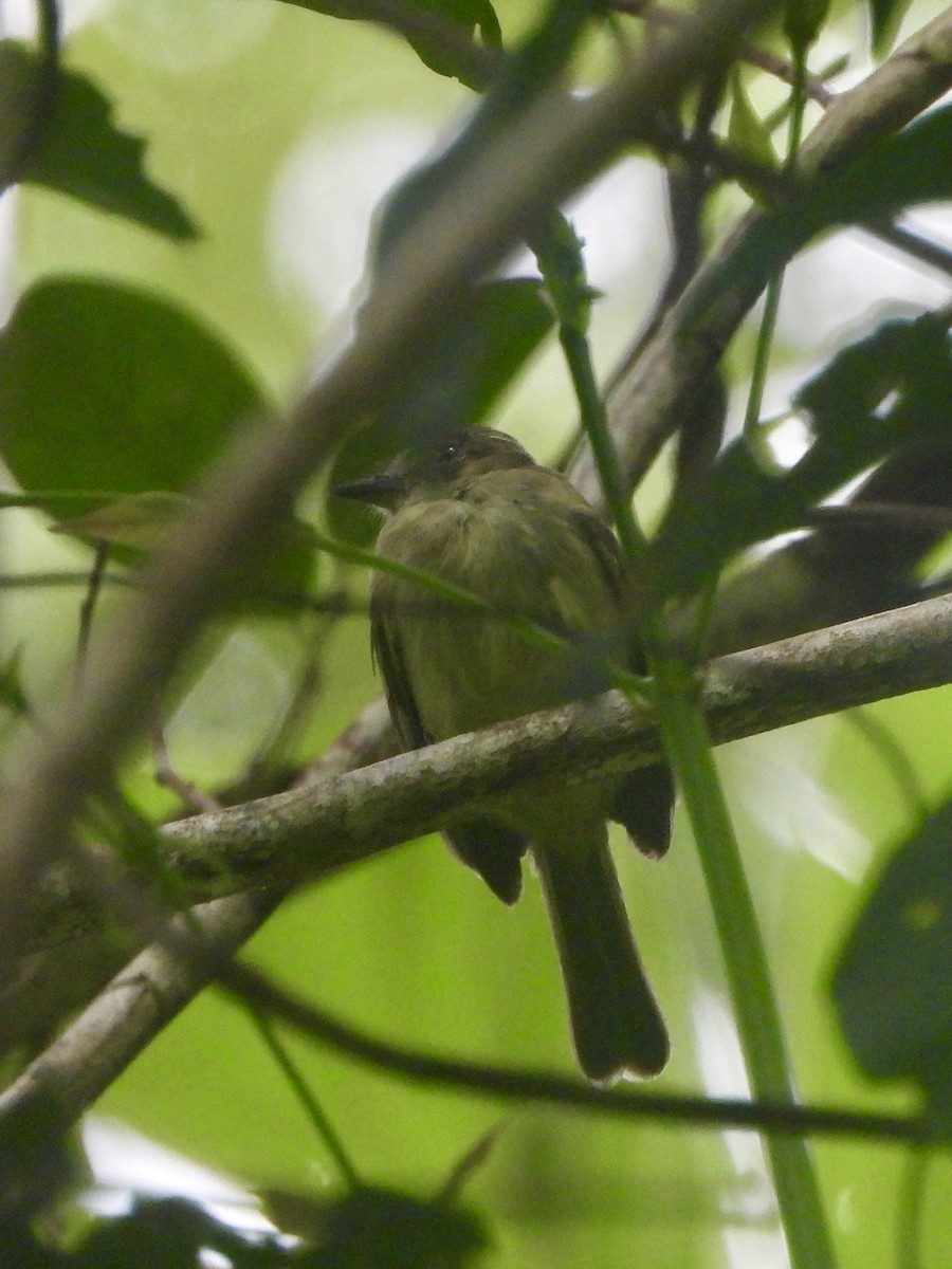 Yellow-crowned Elaenia - ML646008802