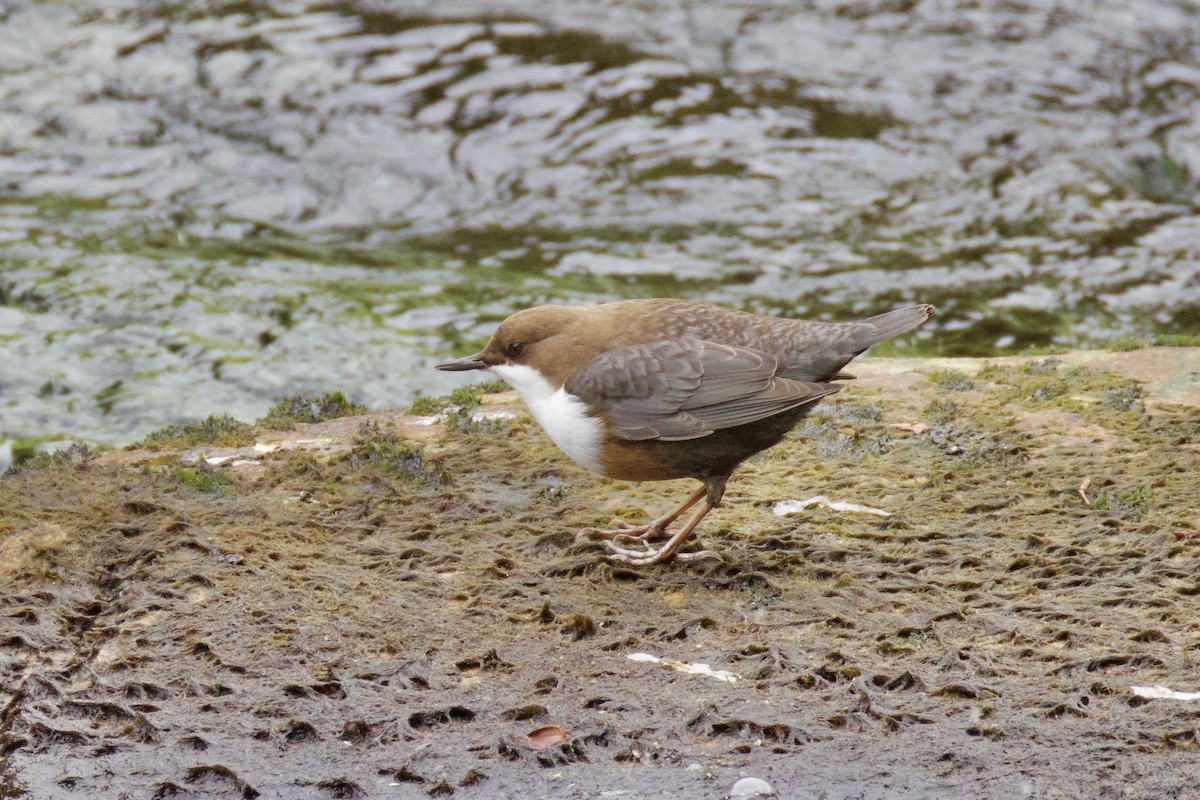 Пронурок біловолий - ML646008807