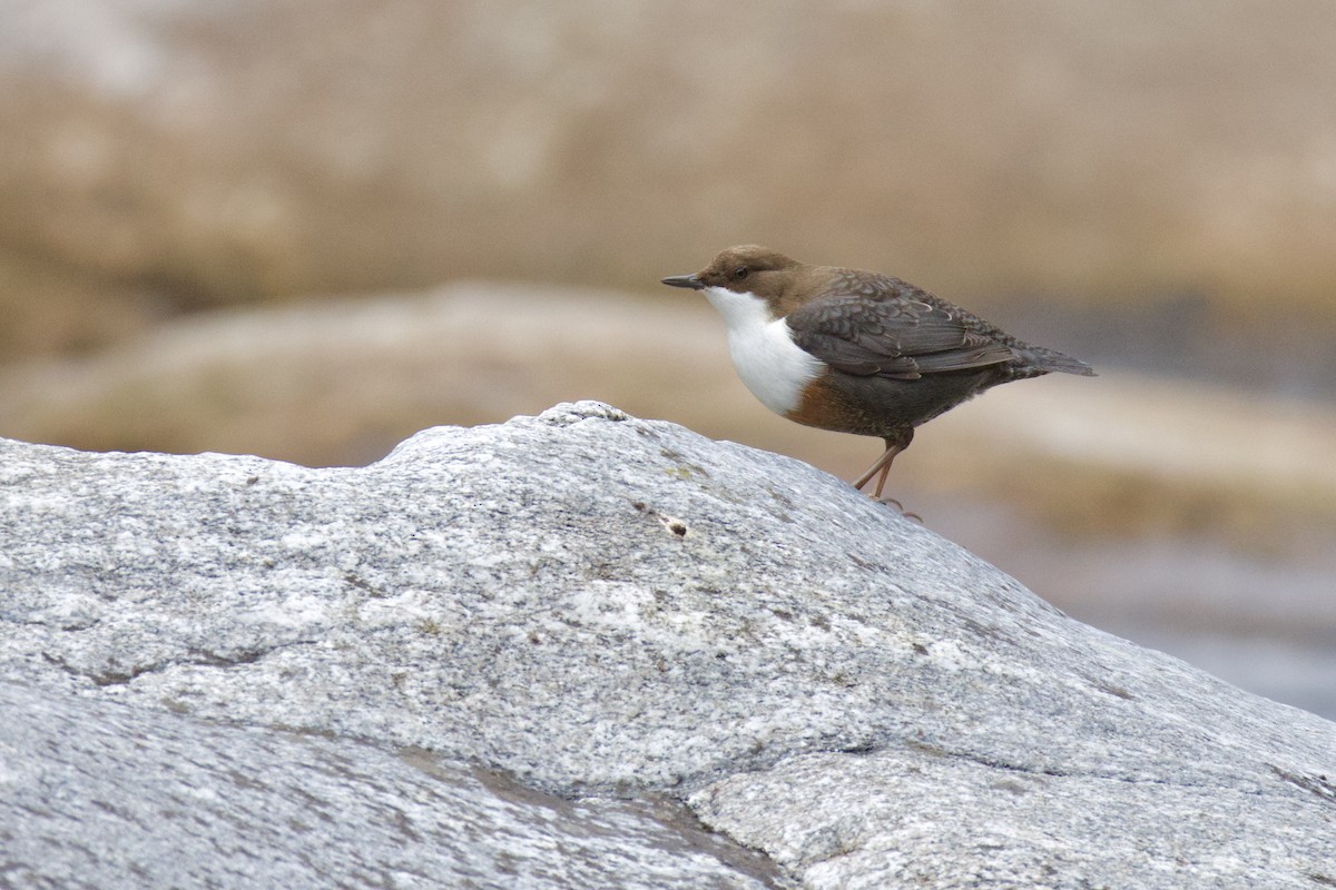 Пронурок біловолий - ML646008808