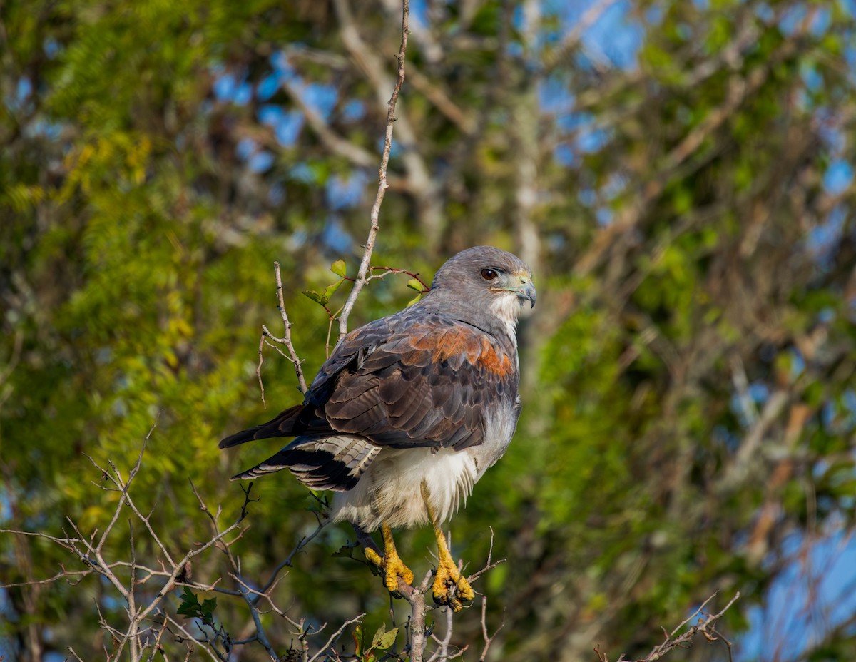White-tailed Hawk - ML646008810