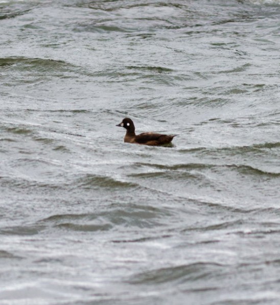 Harlequin Duck - ML646008814