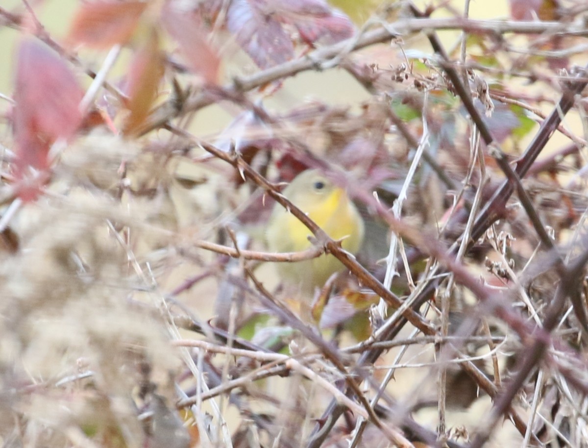 Common Yellowthroat - ML646008816
