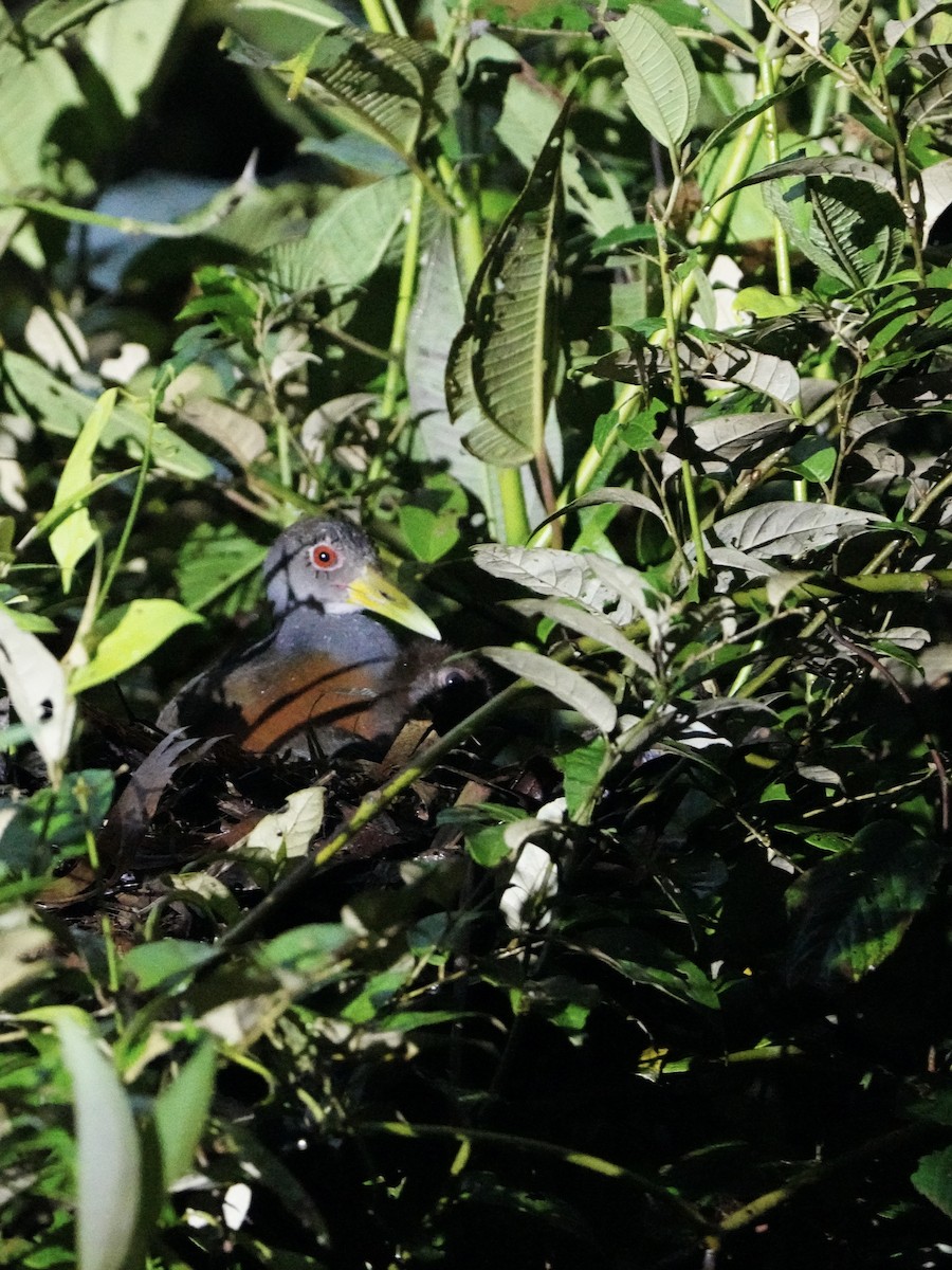 Gray-cowled Wood-Rail - ML646008818