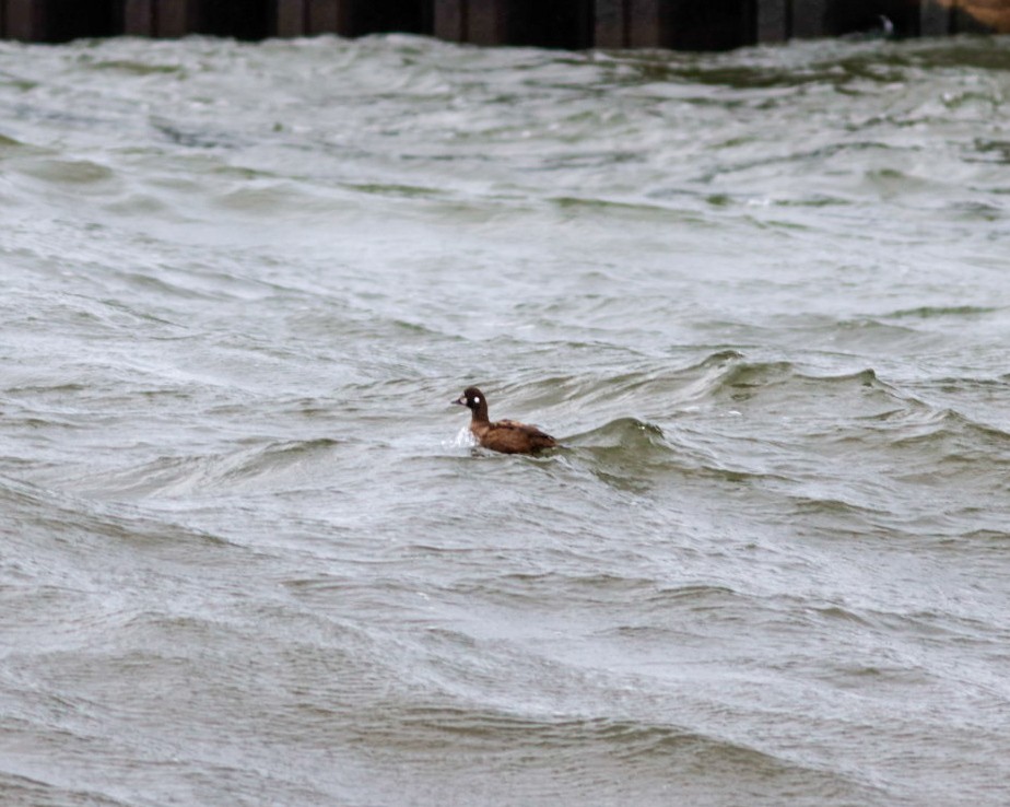 Harlequin Duck - ML646008822