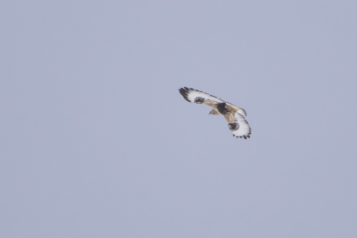 Rough-legged Hawk - ML646008828