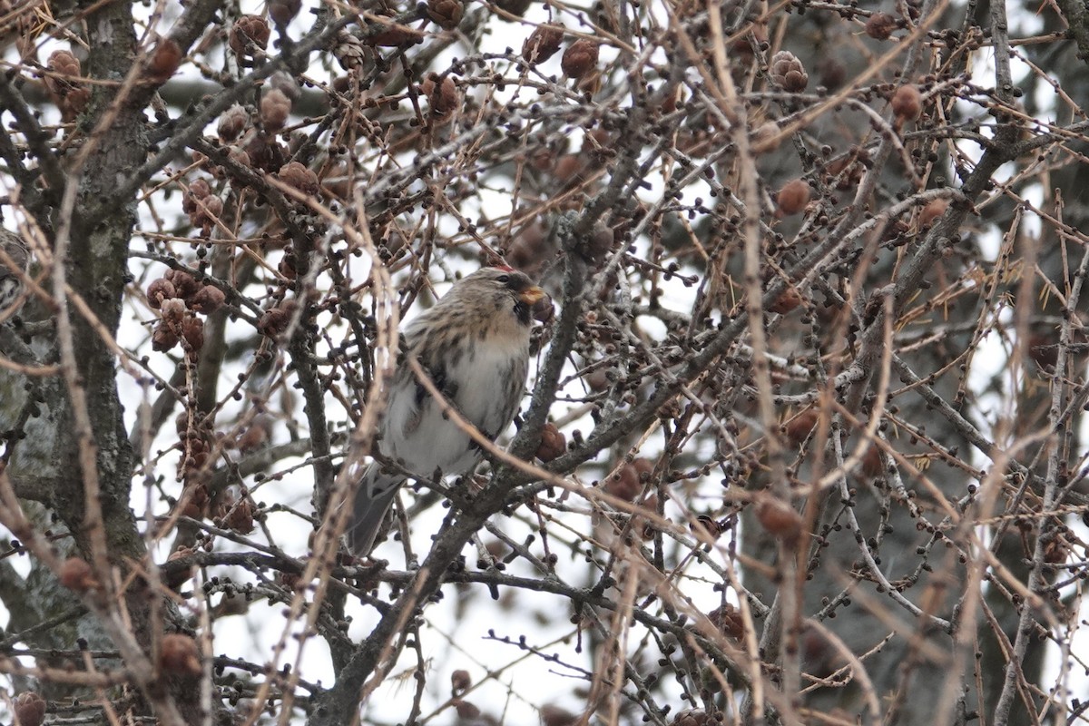 Redpoll - ML646008829