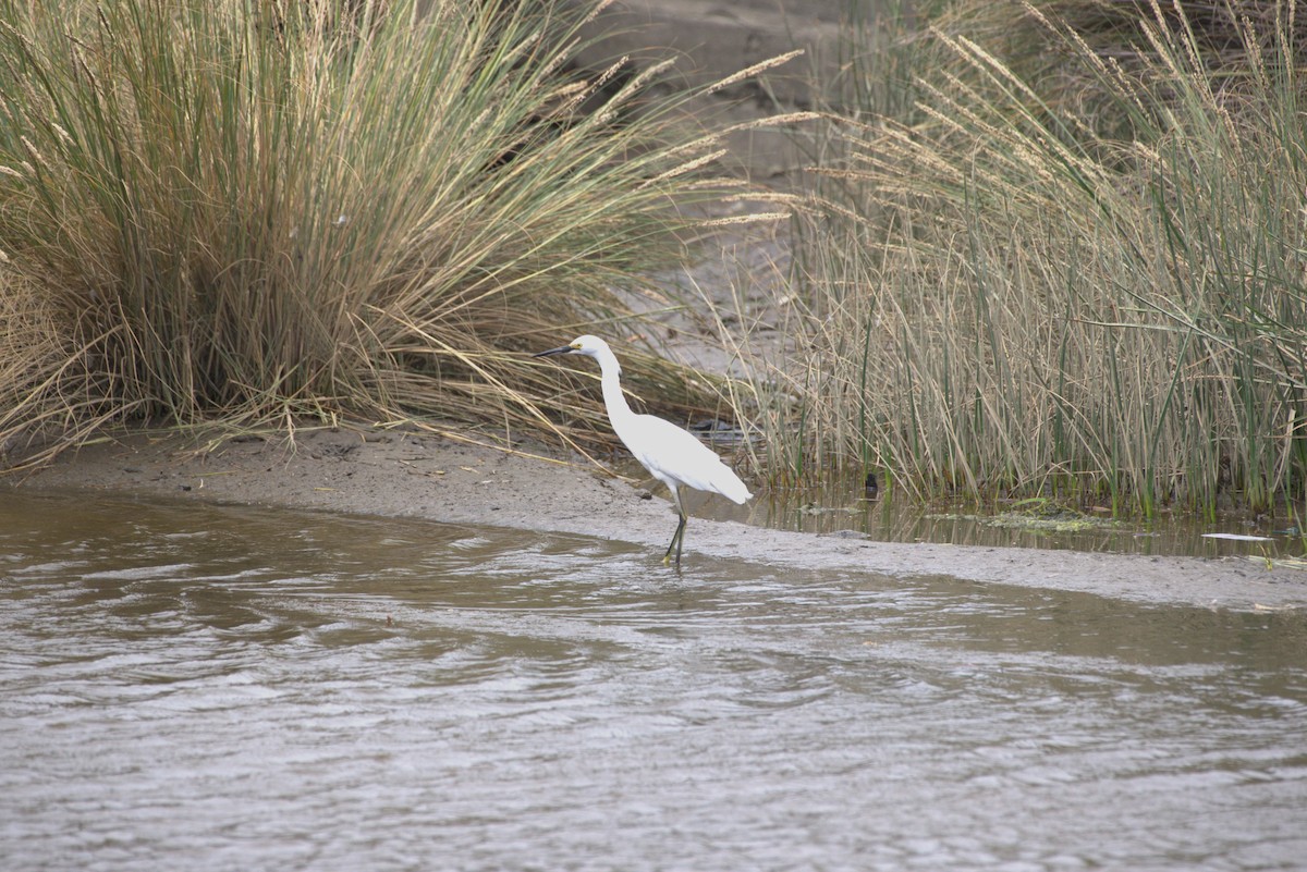 Snowy Egret - ML646008830