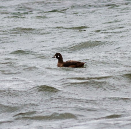 Harlequin Duck - ML646008831
