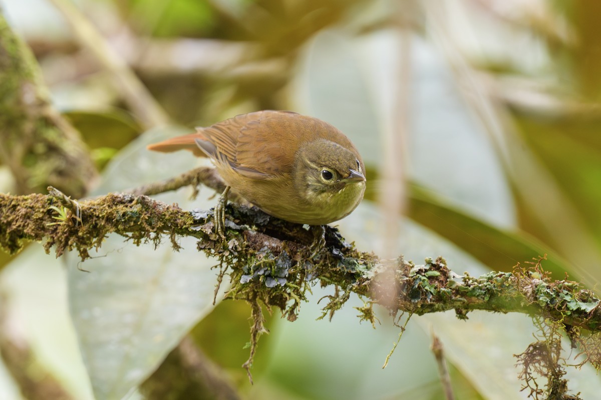 Montane Foliage-gleaner - ML646008832