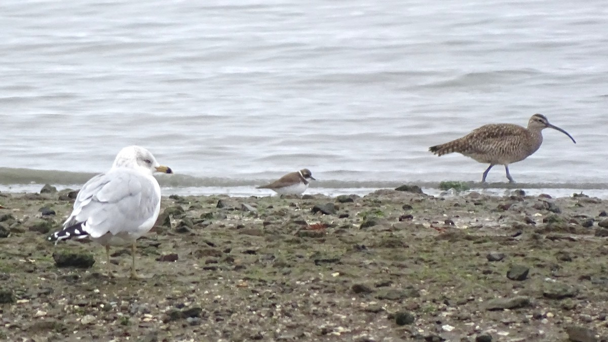 Hudsonian Whimbrel - ML646008842