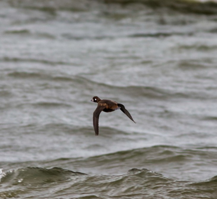 Harlequin Duck - ML646008843