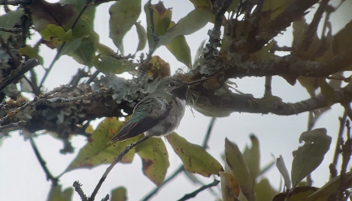 Broad-tailed Hummingbird - ML646008849
