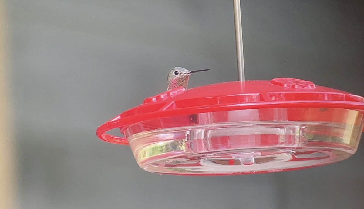 Broad-tailed Hummingbird - ML646008850