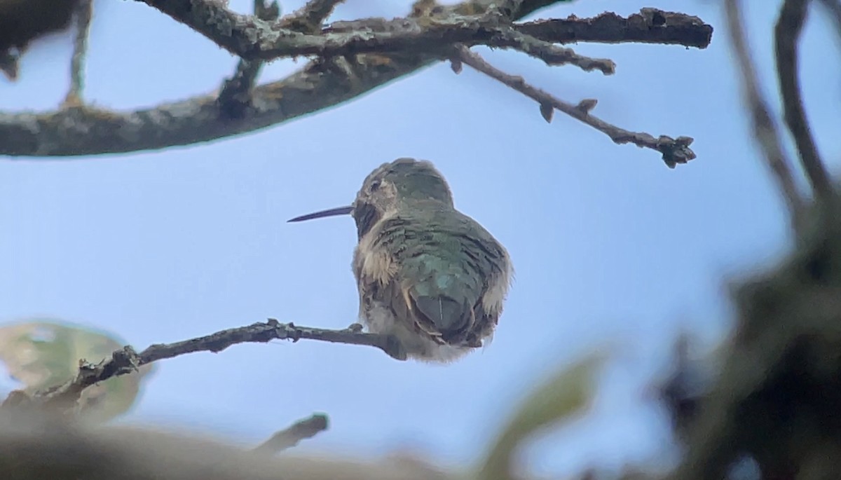 Broad-tailed Hummingbird - ML646008852