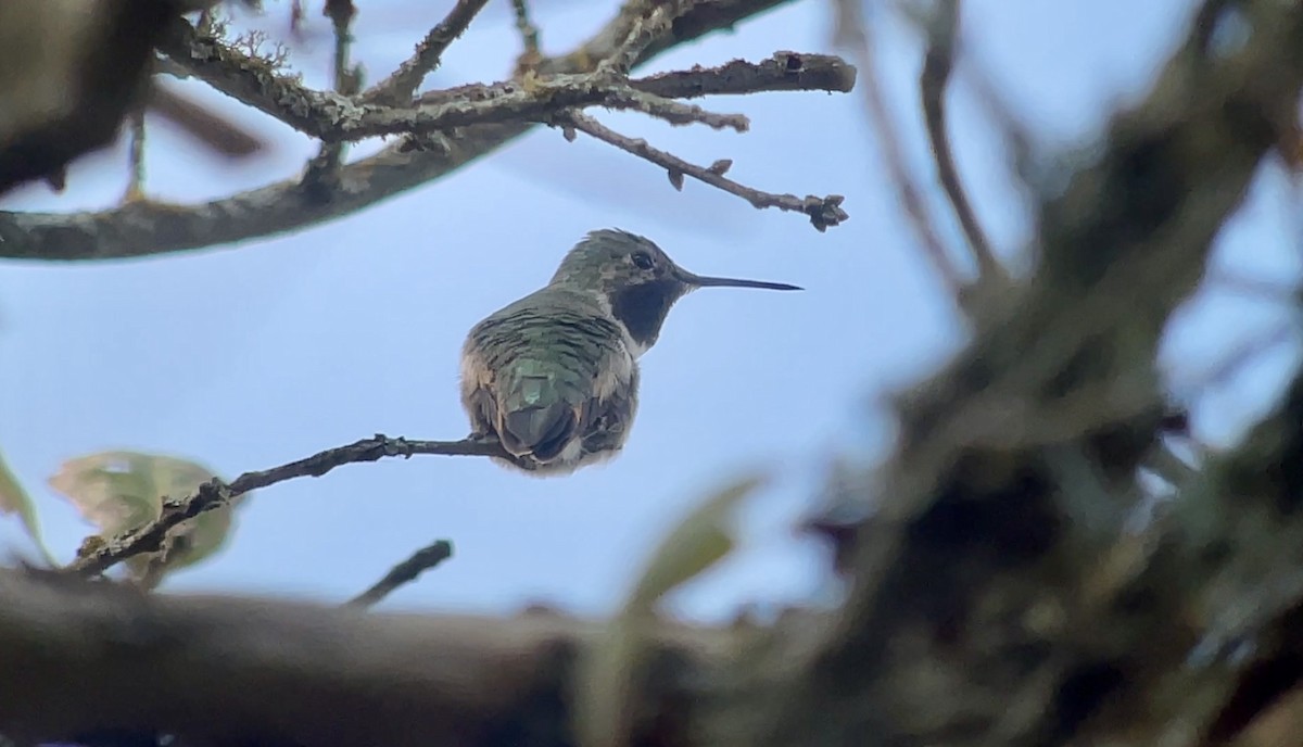 Broad-tailed Hummingbird - ML646008853
