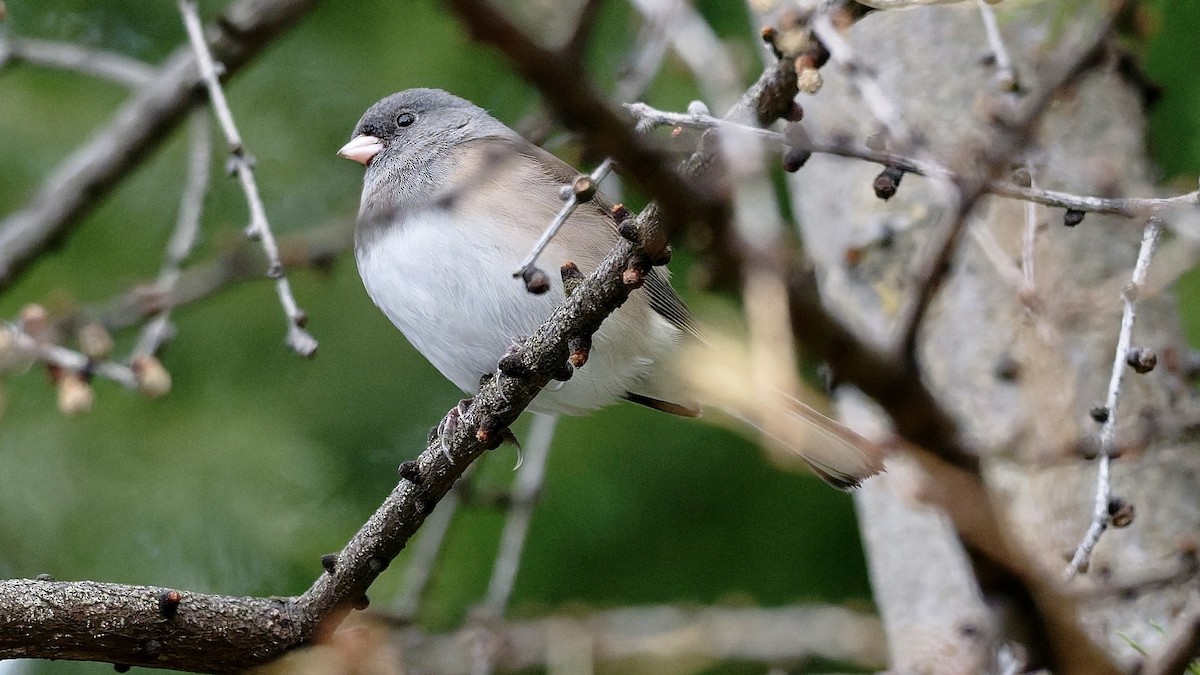 Dark-eyed Junco - ML646008854