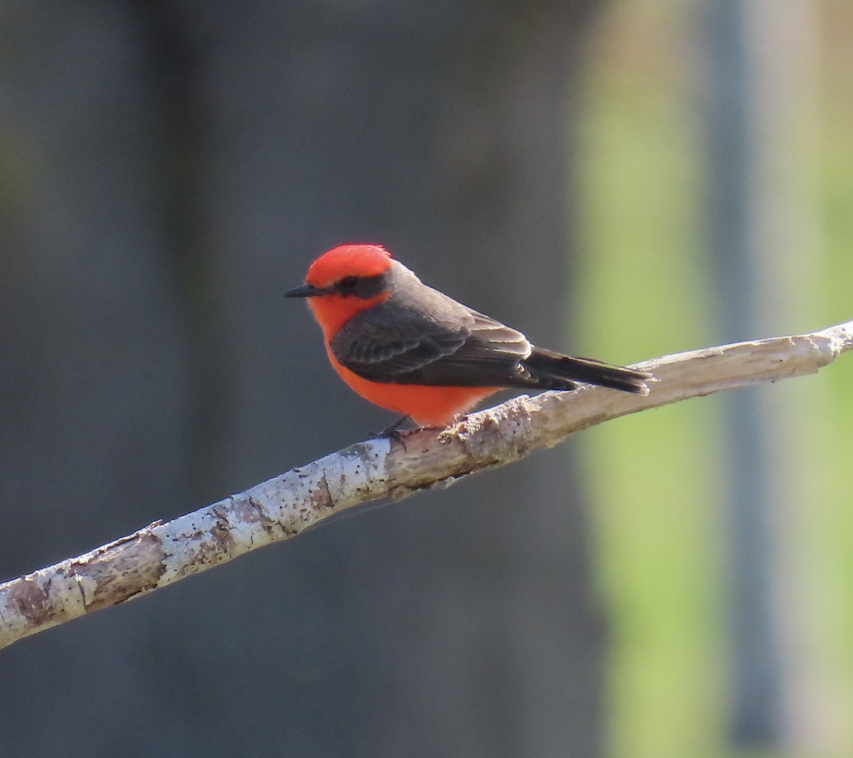 Vermilion Flycatcher - ML646008856