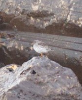 Purple Sandpiper - ML646008858