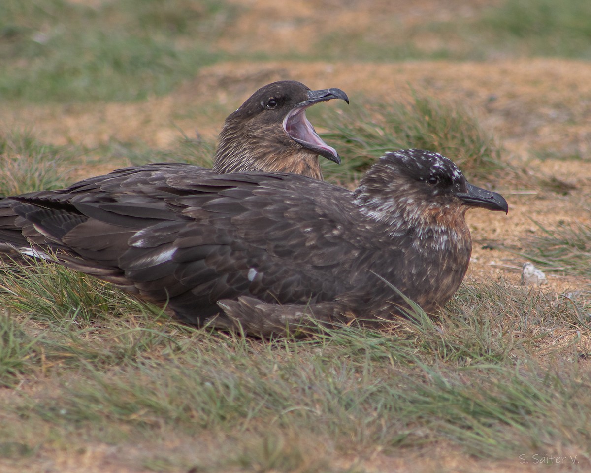 Chilean Skua - ML646008859