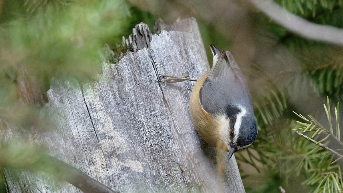 Garrapo kanadarra - ML646008860