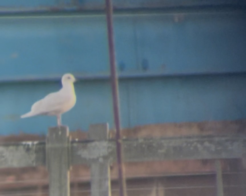 Kaio hegalzuria - ML646008884