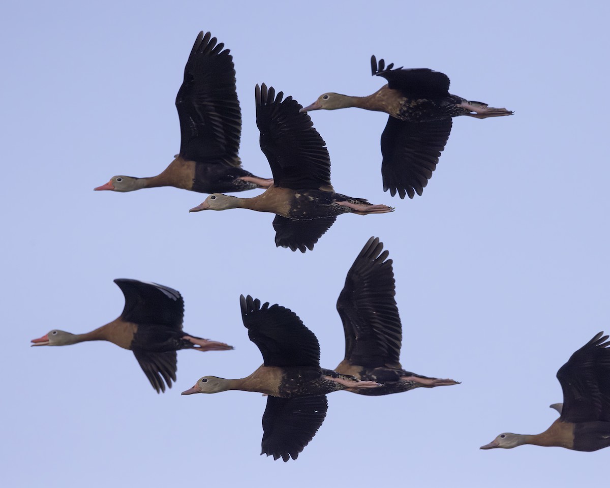 Black-bellied Whistling-Duck - ML646008886