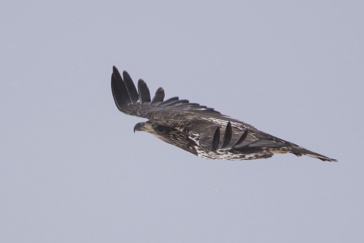Bald Eagle - ML646008891